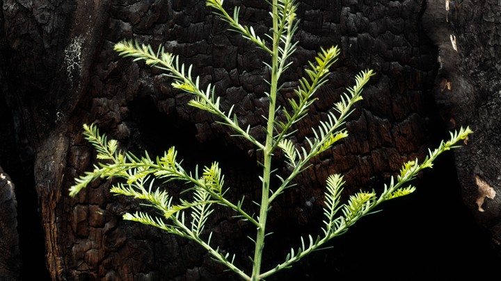 A green tree grows in front of a burnt one