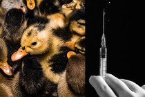 a triptych showing ducks, a vaccine syringe, and pigs