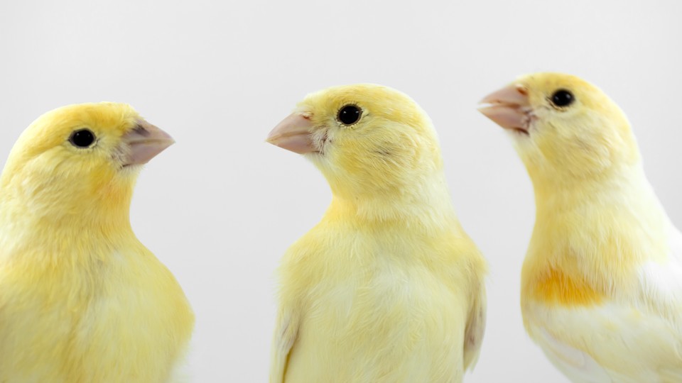 canaries look at each other