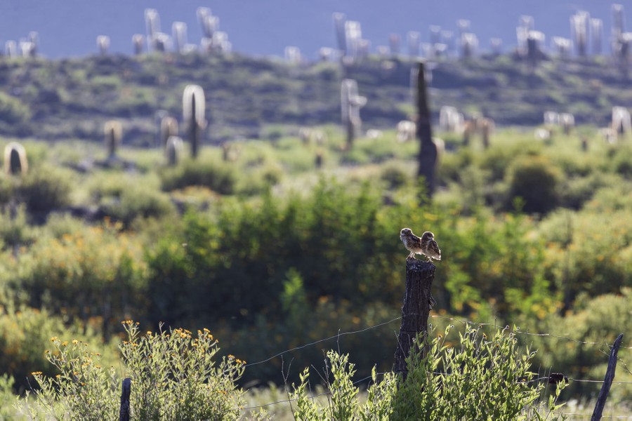 Two small owls perch on a fence post amid brush and cactus.