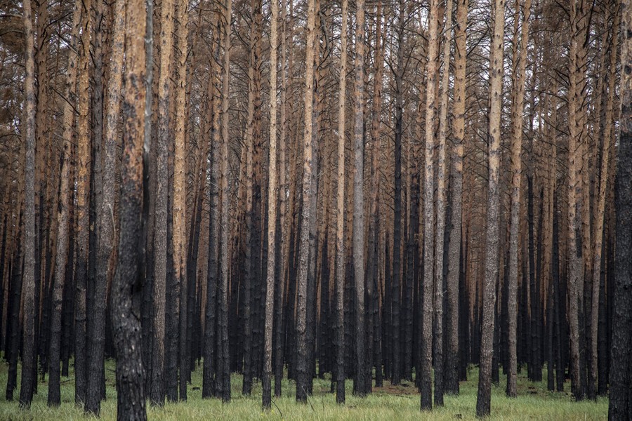 A stand of charred trees