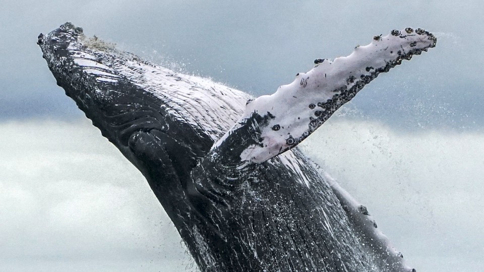 A humpback whale jumps out of the ocean