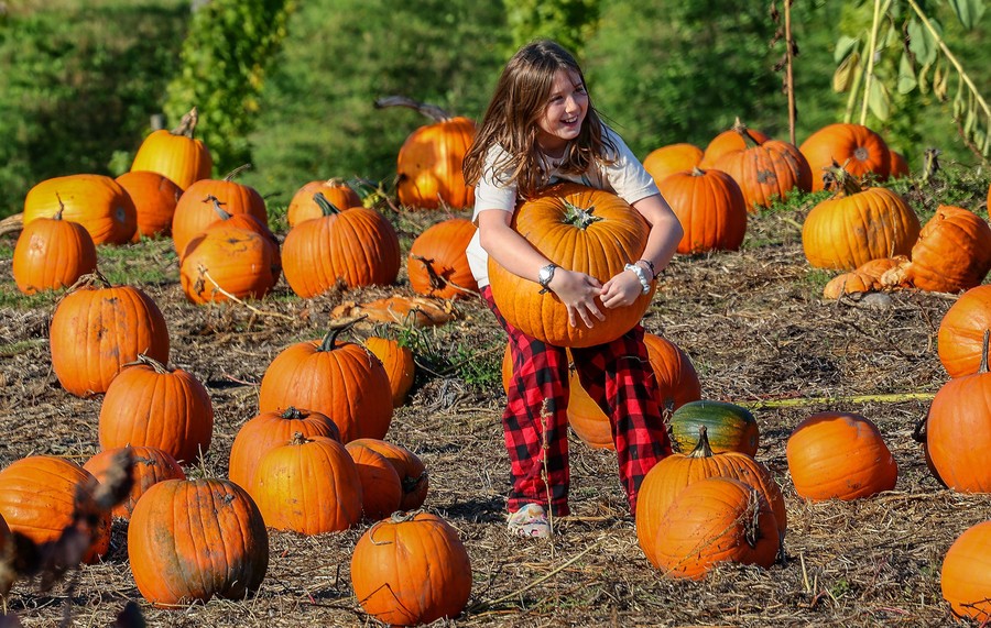 A child lifts a large pumpkin in a pumpkin patch.