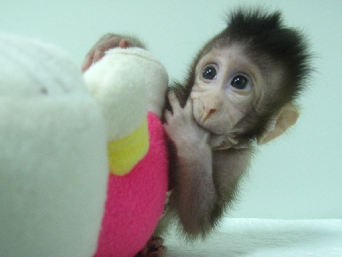 Chinese scientists create monkeys with autism gene