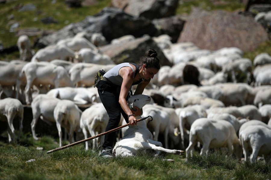 how do shepherds herd sheep