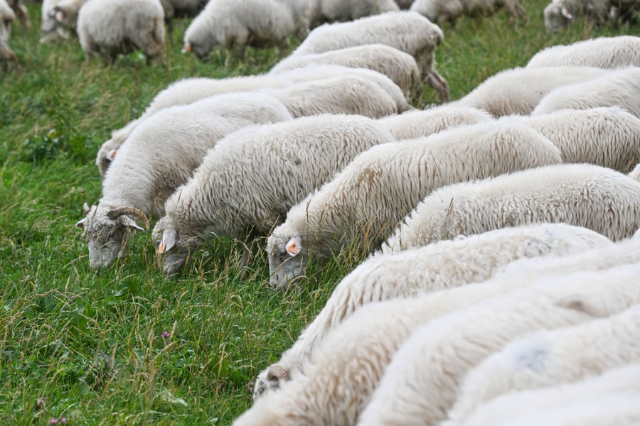 A flock of grazing sheep