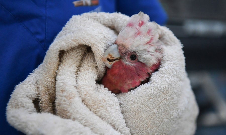 A veterinarian holds a cockatoo wrapped in a towel.