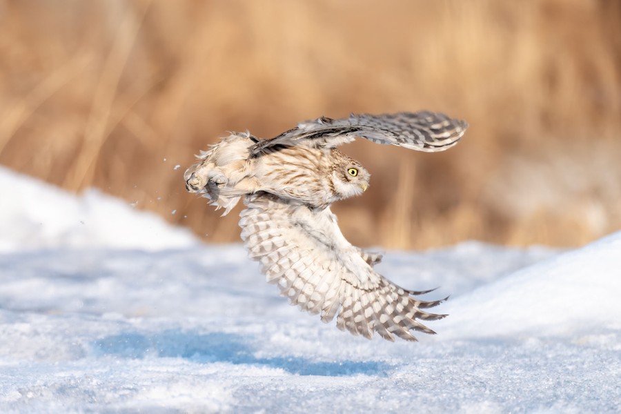 An owl flies over a field after a snowfall