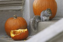 A squirrel eats a leftover pumpkin in Chicago, Illinois.