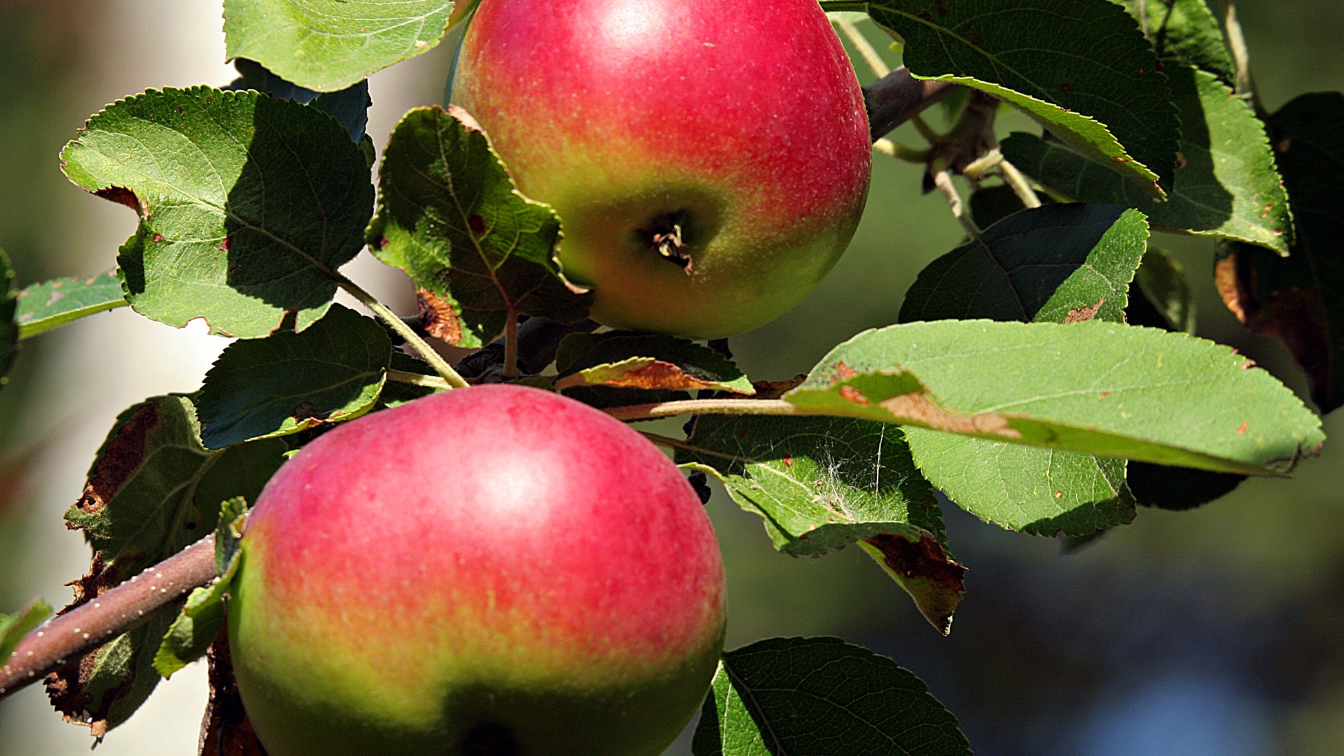 Wild Apples by Henry David Thoreau The Atlantic