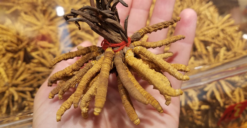 The Tibetan Caterpillar Fungus Is In Trouble The Atlantic