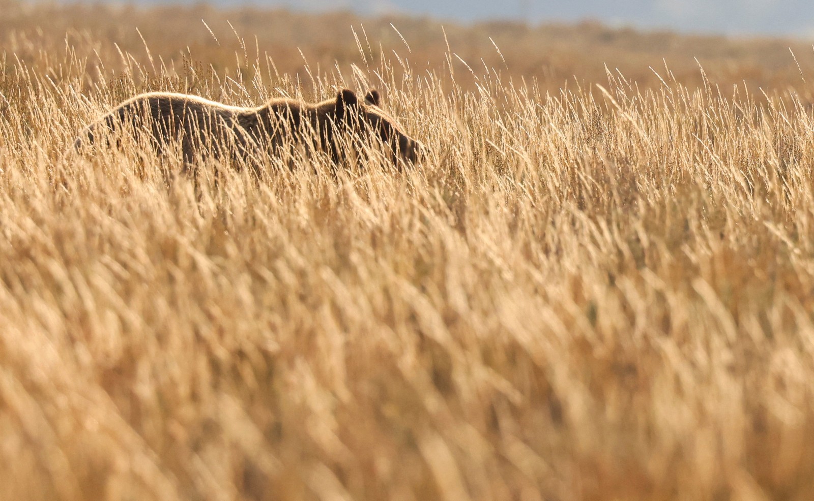 A grizzly bear walks through tall grass.