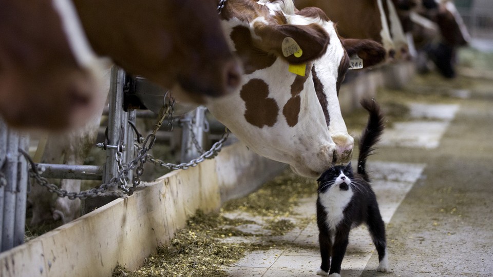 Dairy cows nuzzle a barn cat at a farm in Granby, Quebec