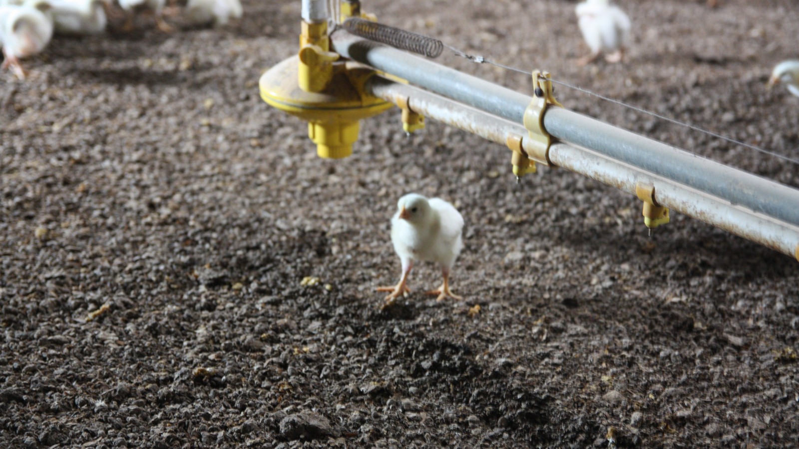 Perdue Improves Chicken Conditions - The Atlantic