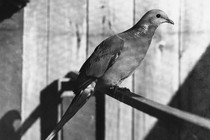 For much of the 19th century, passenger pigeon was a staple of American cuisine.