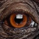 Close-up photograph of the eye of a chimpanzee