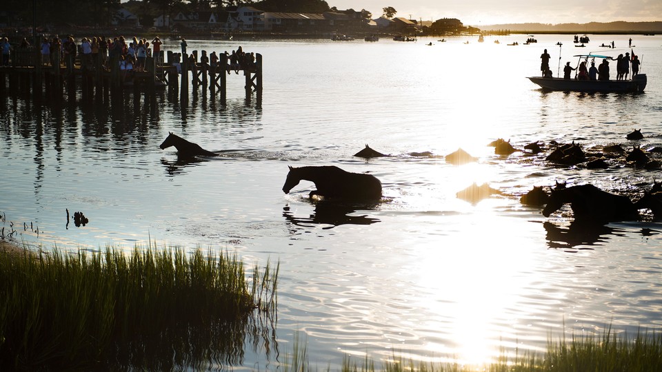 Photo of ponies swimming in water