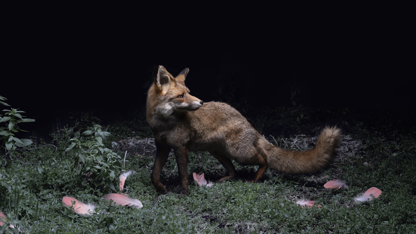 A taxidermy fox standing among flamingo feathers and plants against black background