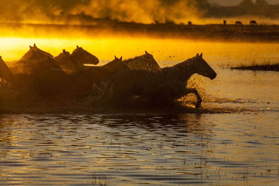 Horses run through wetlands, with low sunlight illuminating nearby fog.