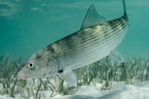 An image of a bonefish