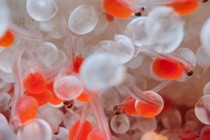 Salmon hatch from eggs in a large jar at the Nimbus Fish Hatchery in Rancho Cordova.