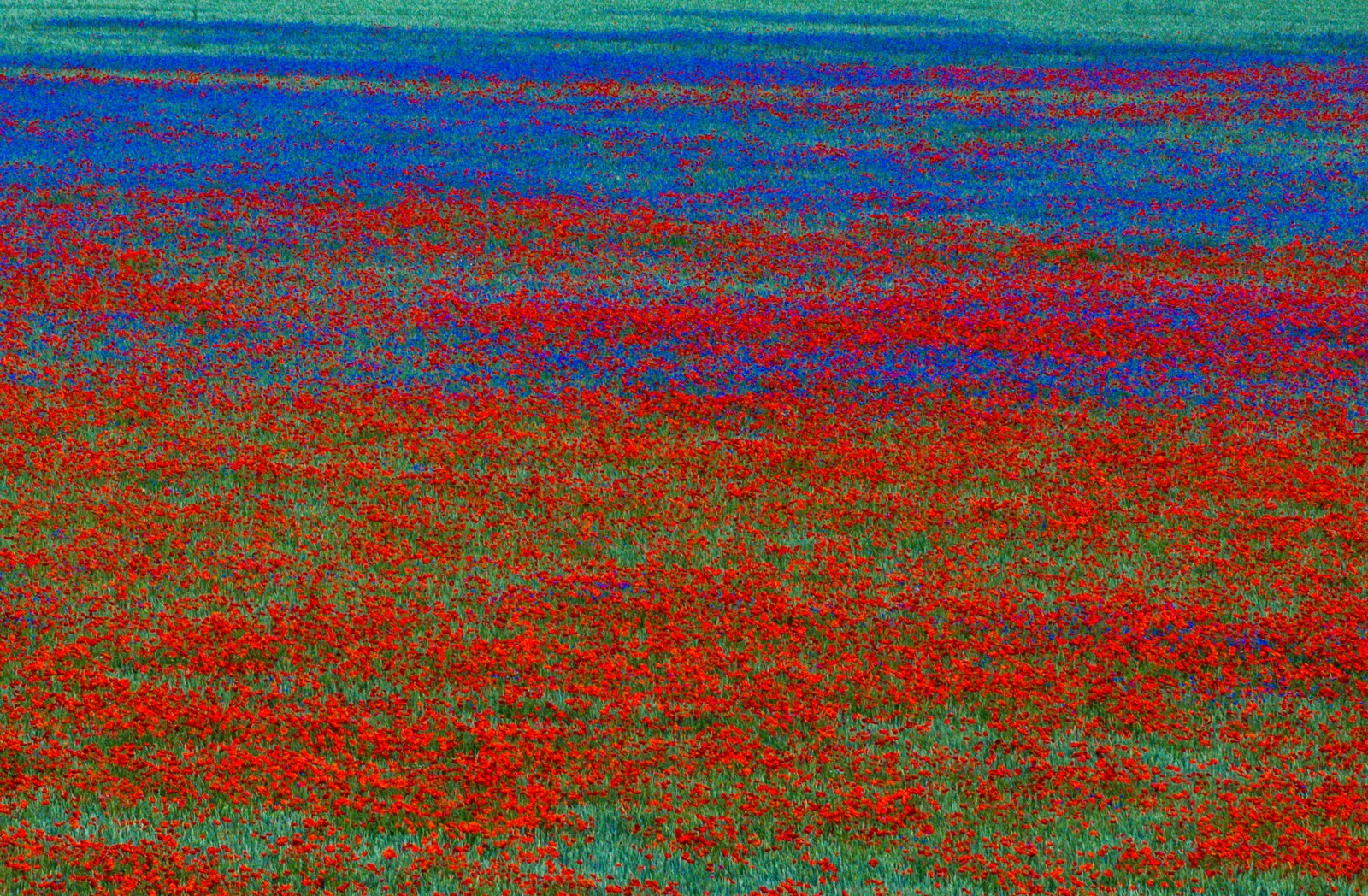 An aerial view of a broad flat plain, covered in red and blue flowers.