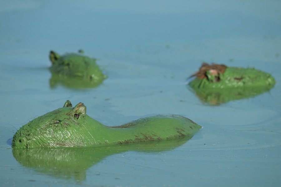 Several capybaras rest in shallow water, covered in bright green slime.