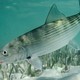 An image of a bonefish