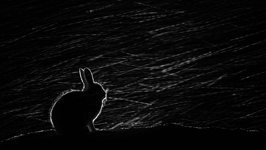 A hare is backlit against a dark sky with streaks of falling snow in the air.