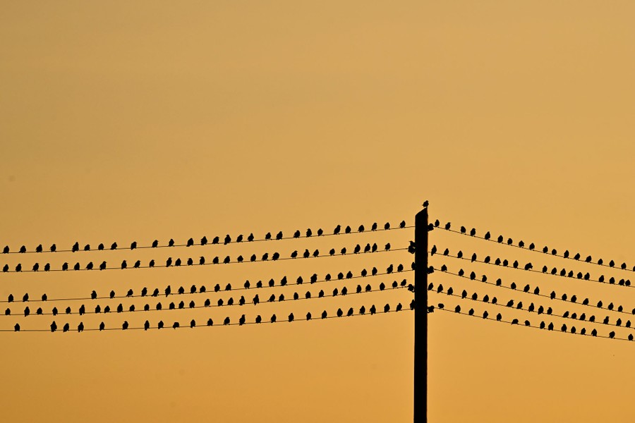 Dozens of starlings roost on five power lines, spaced out fairly evenly.