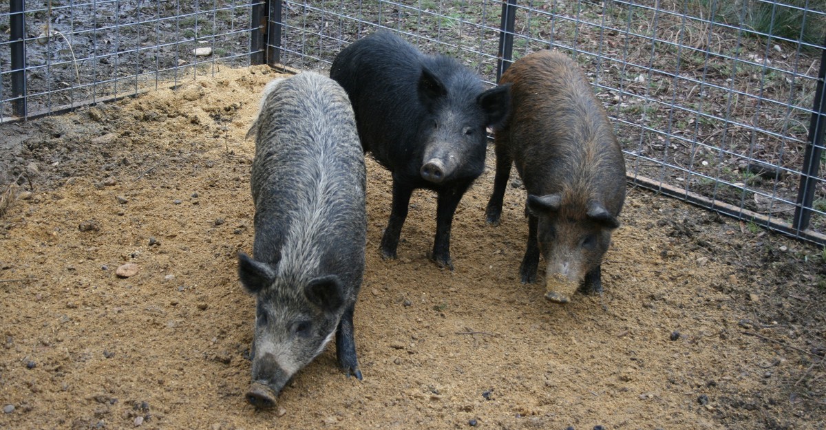 America's Wild Pigs Are 'Completely Out of Control' - The Atlantic