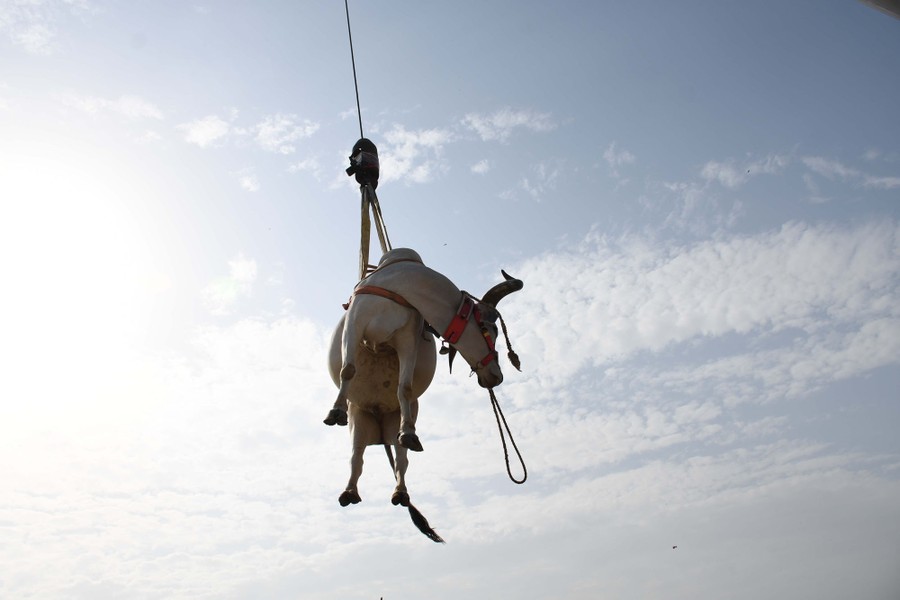 A cow is lifted in a large sling.
