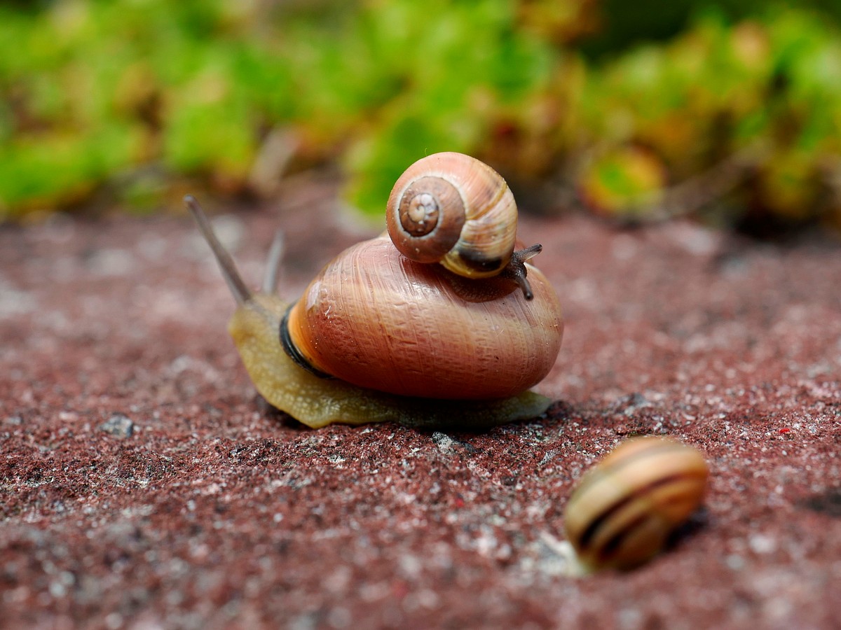 The Love Song Of Jeremy The Left Coiled Snail The Atlantic