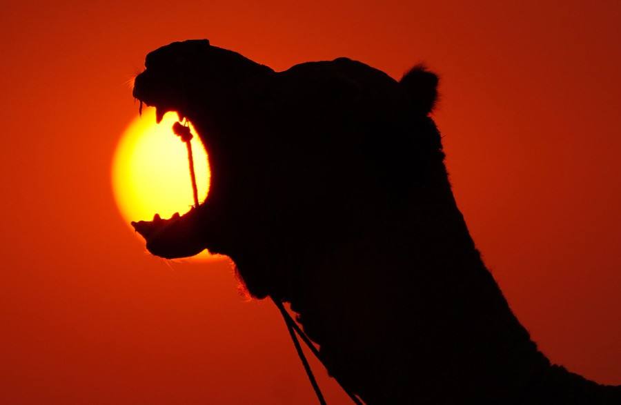 A camel yawns, the sun visible in the background, through its open mouth.