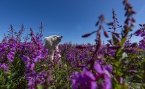 A young polar bear pokes its head up above a field of flowers.