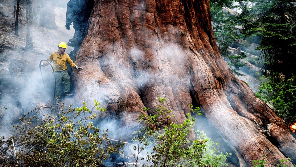 A firefighter works to save a giant sequoia tree in Yosemite