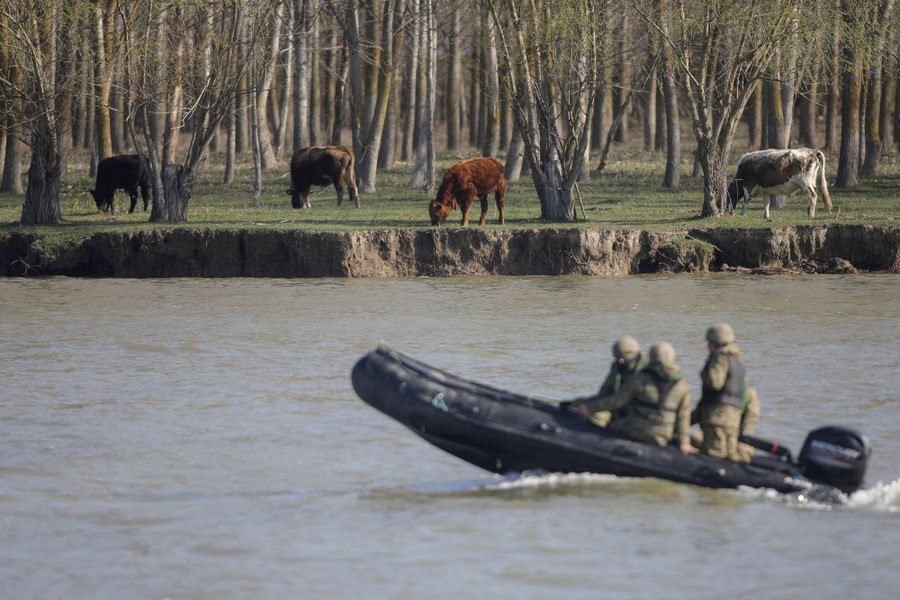 Cows graze on a river shore as several soldiers ride past in a rubber dinghy.