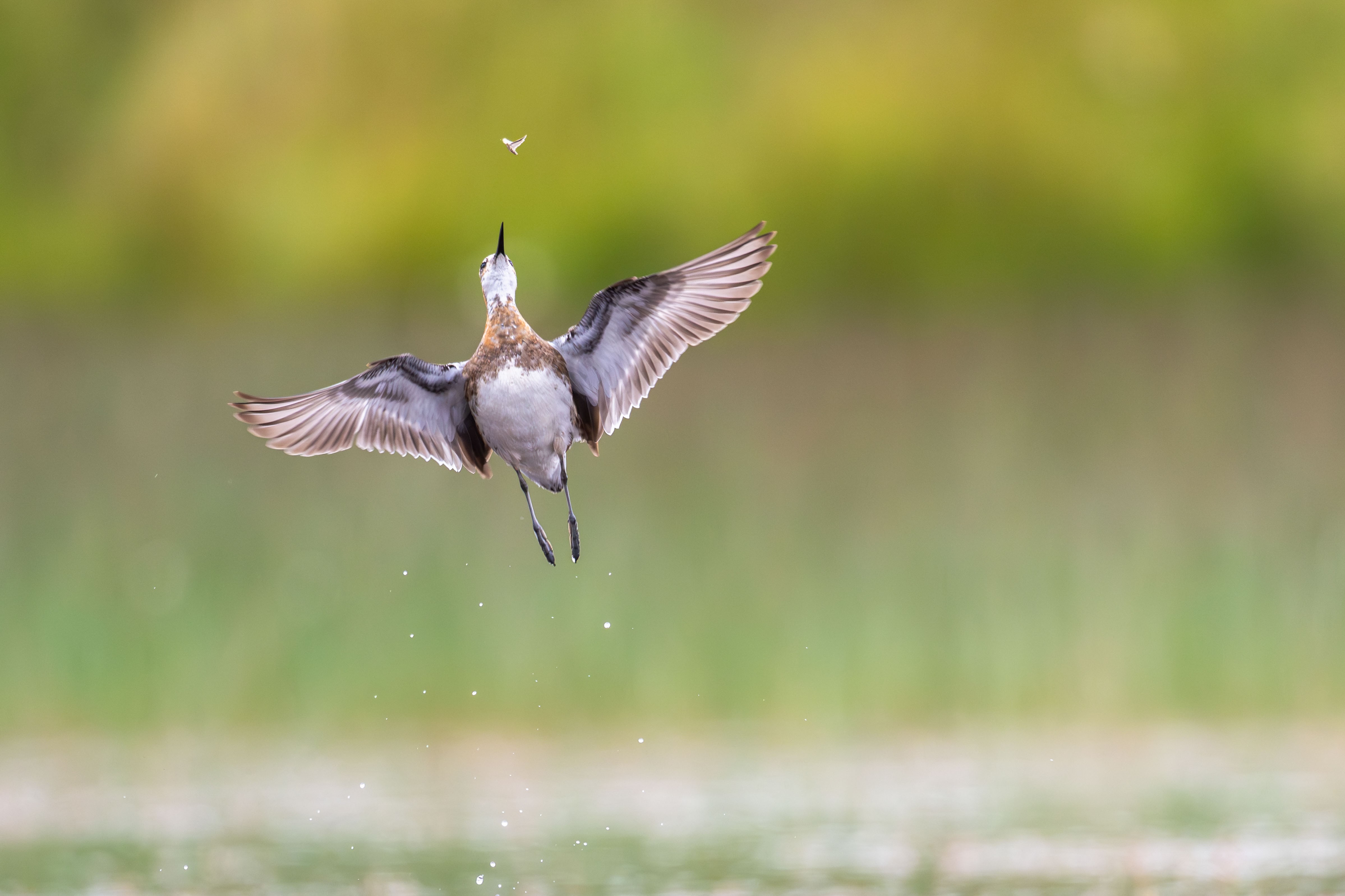 Winners of the Bird Photographer of the Year 2026