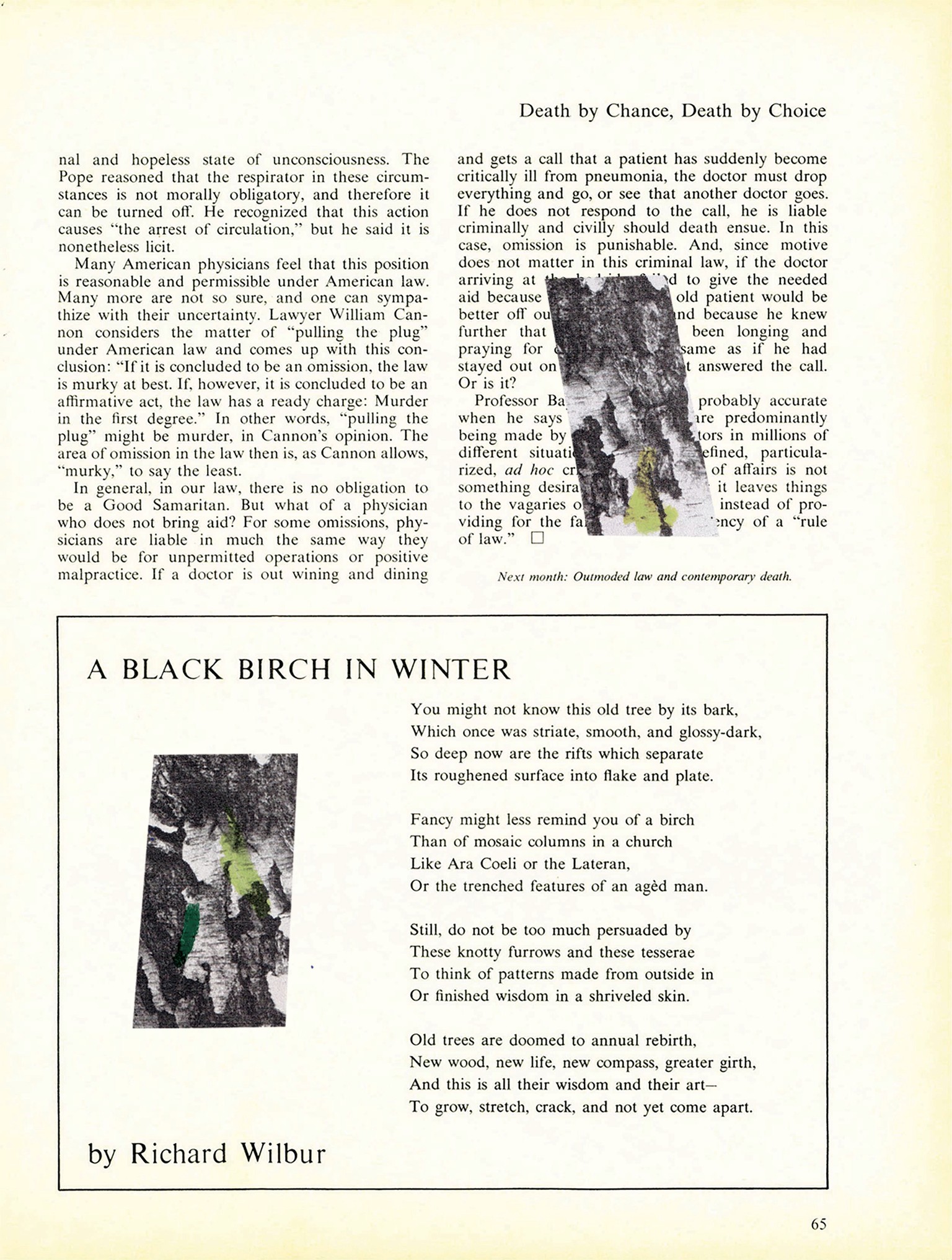 A Poem by Richard Wilbur 'A Black Birch in Winter' The Atlantic