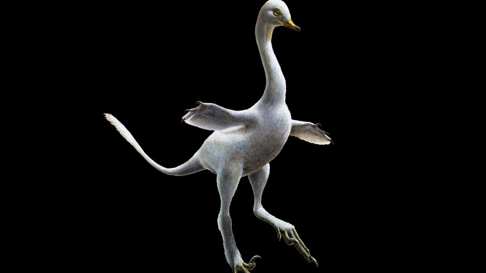 A white, birdlike dinosaur with a long neck