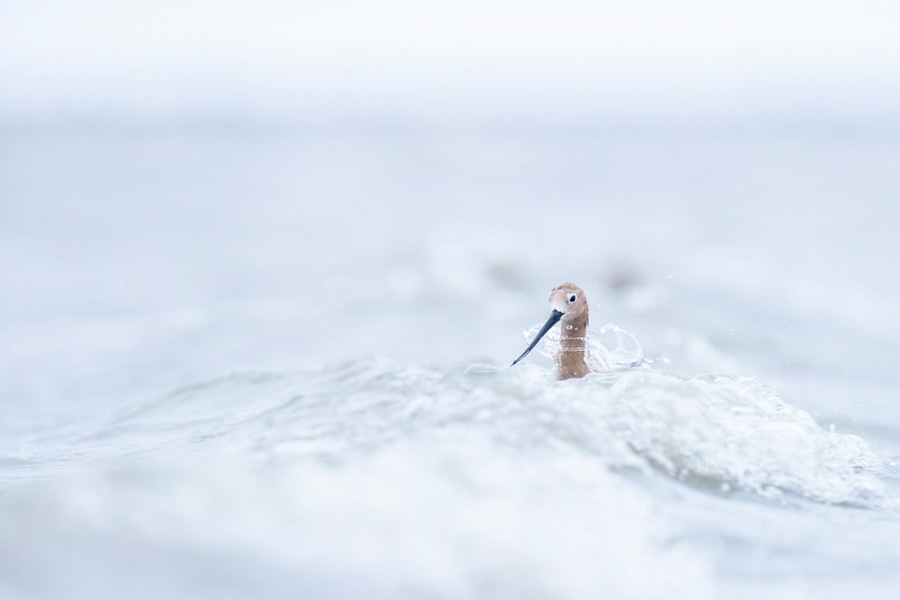 A shorebird with a long, thin beak navigates small waves.