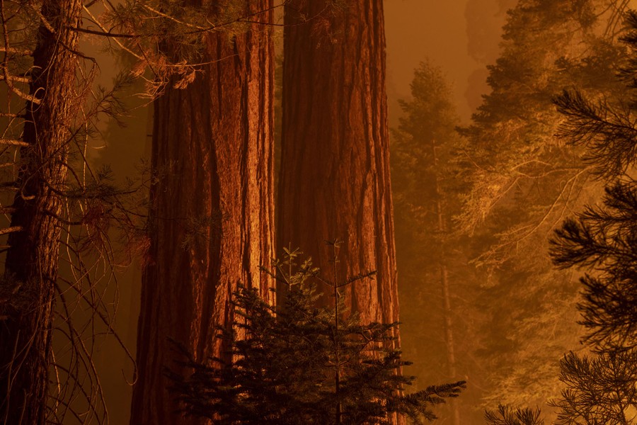 The trunks of giant redwood trees are seen illuminated by a forest fire at night.