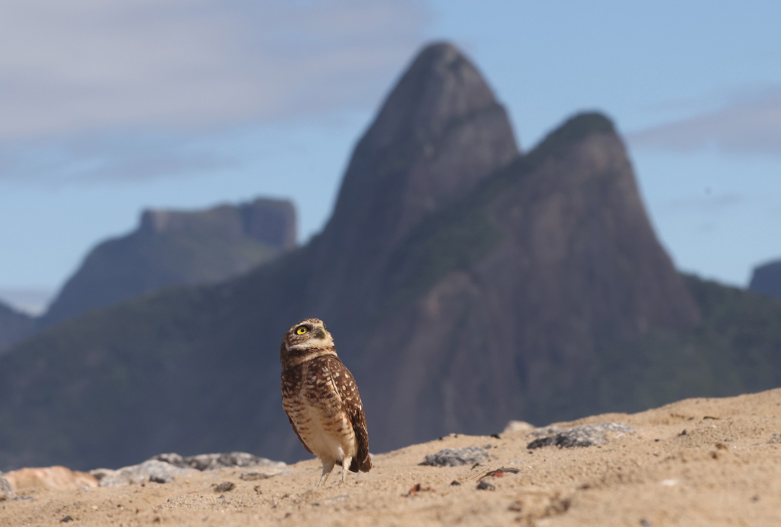 A small owl perches on beach sand, in front of iconic peaks in Rio de Janeiro.