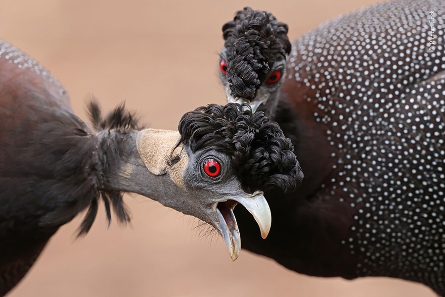 A close view of a pair of guineafowl interacting, one with its beak wide open.