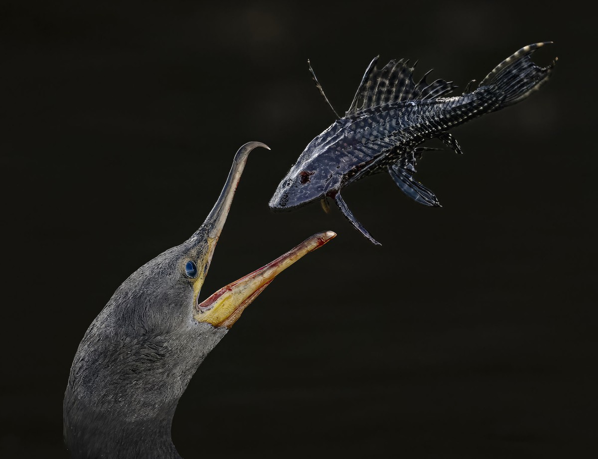 A bird opens its beak wide to catch a spiny fish it has tossed in the air.