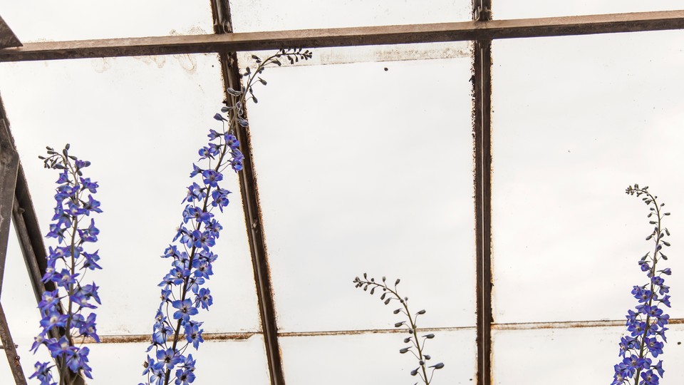 tall purple flowers against a greenhouse roof