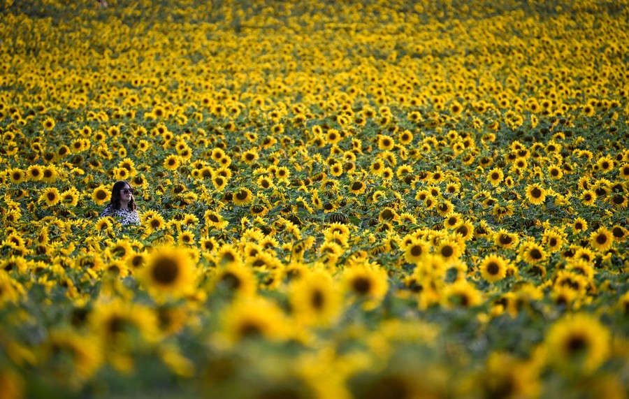 A person walks through a field of tall sunflowers.