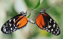 Two butterflies balance on a leaf.