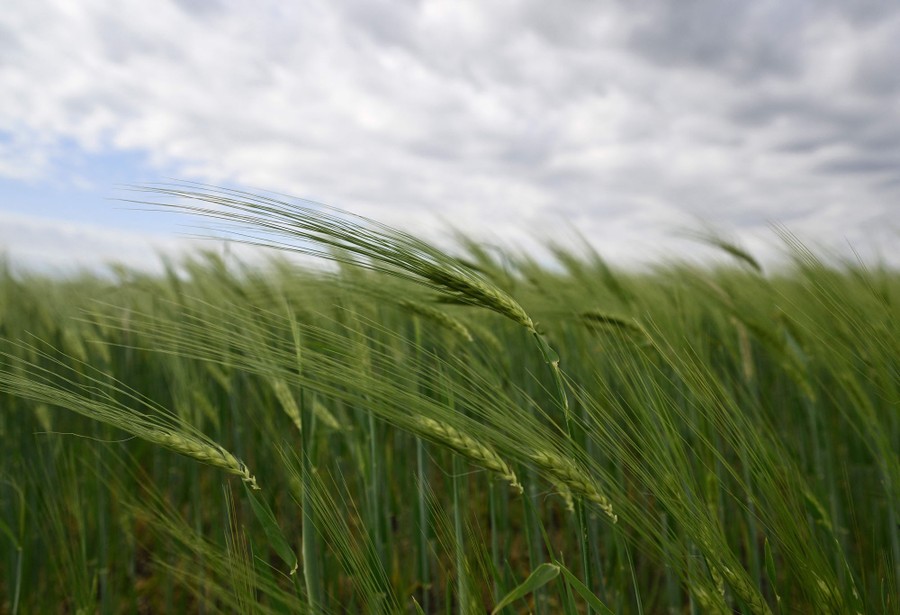 Green stalks of barley stand under a cloudy sky
