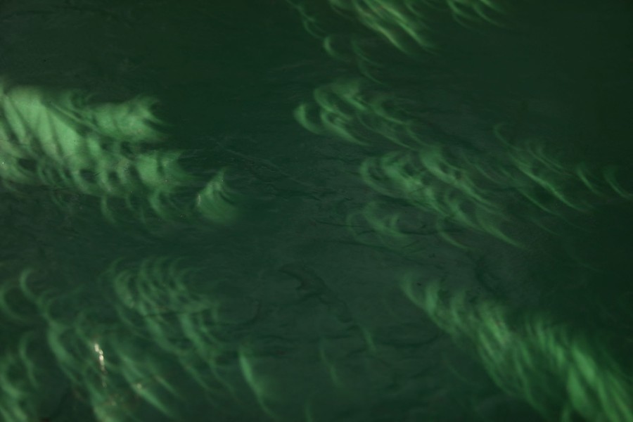 Hundreds of images of the partial eclipse appear, overlapping, on the ground in the shade of a tree.
